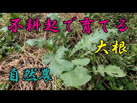 【大根】不耕起で育てる 大根 自然農