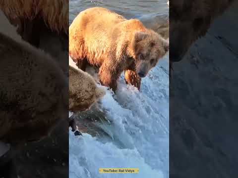 Bear Catches Fish | Fishery | Fishing | Rail Vidya #fishing #bear