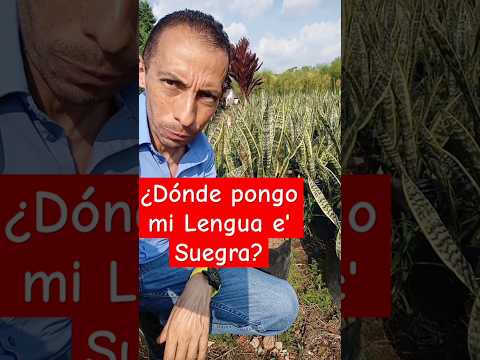 ¿Dónde pongo mi Lengua e' Suegra?