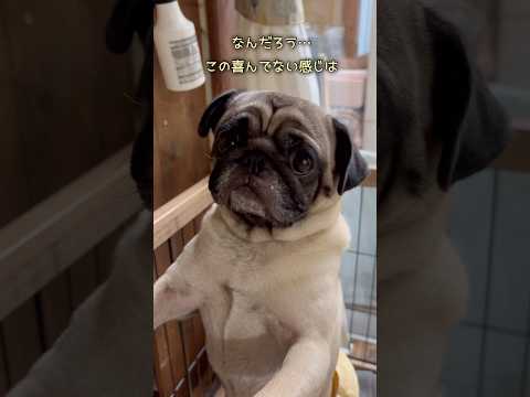 謎💦散歩に誘ったら突然ドンがキレた😟💦 #パグ #パグのいる家 #pug