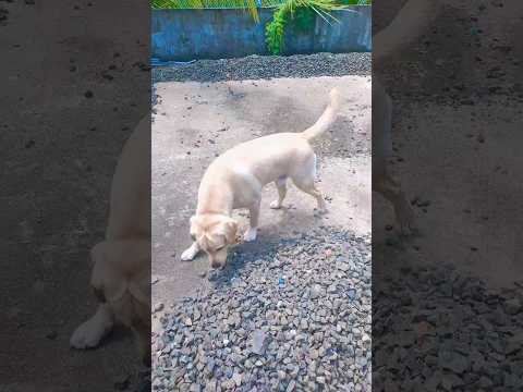 Judiee #doglover #labrador #petlovers #youtubeshorts #virelshorts