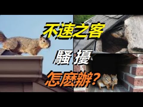 House天棚鑽進耗子、松鼠、浣熊等動物怎麽辦？請看現場偵察及修補方法實錄 【曉風傳媒走天下】裝修園藝欄目......xiao feng news world