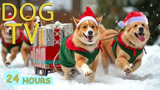 DOG TV CHRISTMAS: Video Christmas Eve for Dogs Watch - Cozy Video & Relaxing Music to Calm Your Dogs