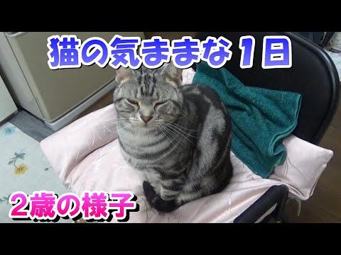 猫の気ままな一日ルーティン（アメリカンショートヘアのソラ２歳）