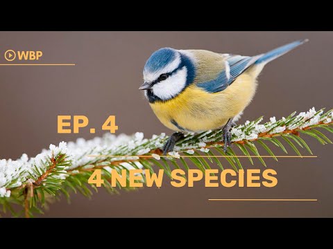 WBP Ep. 4 - 4 new species added to the project ( S16 to S19 ) | WILD BIRDS PROJECT #wildlife