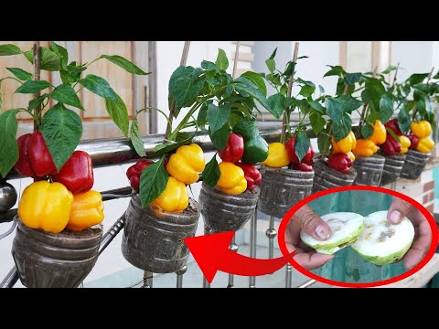 Grow Bell Peppers At Home Without A Garden And Harvest The Fruit All Year Round