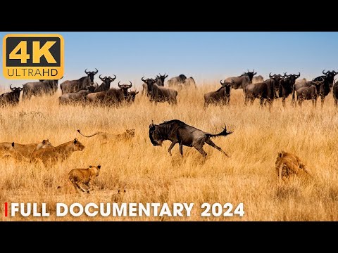 WILD SAVANNAH | The Lions Of Namib Desert | Nature Animal Documentary