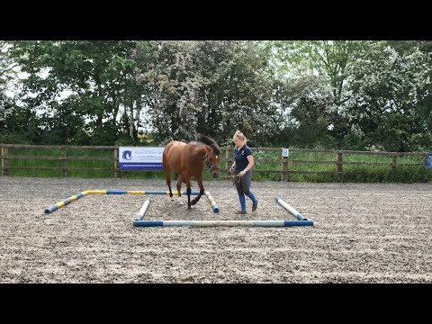 Horse Exercises | Maze