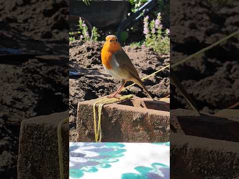 Mr Robin helping me in the garden, as usual 😊 It's such a beautiful spring day 🌟