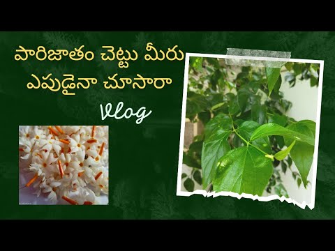 paarijatham Chettu.. Night Jasmine Tree.. Beautiful Tree 🌴