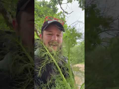 Foraging medicinal plants and the benefits of consuming fennel !!!