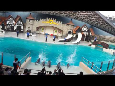 Dolphins in Marineland, Niagara