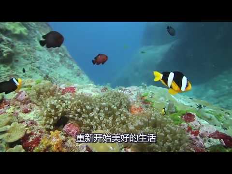 都說魚只有7秒鐘的記憶，其實是假的，這麼多年都被騙了！