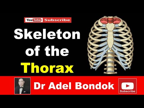 Skeleton of the Thorax, Sternum, Ribs & Vertebrae, Dr Adel Bondok