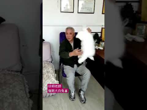 催眠兔子🐰動物催眠