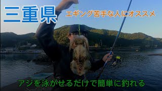 [三重県]エギング苦手ならアジの泳がせで簡単にイカが釣れます。#ヤエン#アオリイカ#釣り#エギング