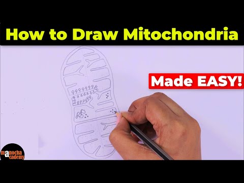 How to Draw Mitochondria Diagram Easily