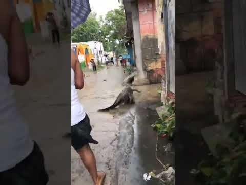 Jaipur me मगरमच्छ रोड पे आगया crocodile viral short #animals #crocodile #मगरमच्छ #janwar #viralvideo