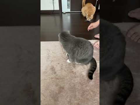 【ねこ動画】父猫 ぎんたはテンションMAXでもこんなかんじ