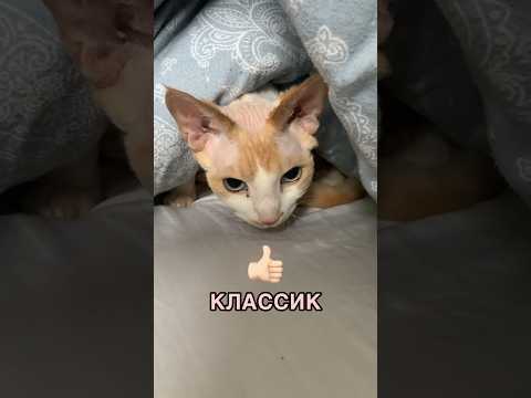 Спасибо!😽 #ileocat #врек #bestvideo #subscribe #2024 #cat #cute #shorts #a4 #флексим #shorts