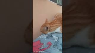 new short video cat #cutecats #catsshorts #catslovers