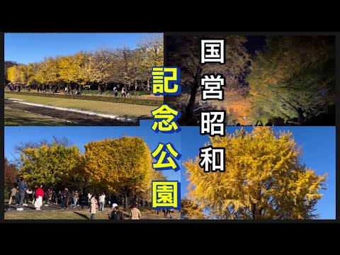 【国営昭和記念公園】11/23  紅葉　イチョウ並木、ライトアップの瞬間。日本庭園。ライトアップされたイチョウ並木トンネルが、とても綺麗でした。