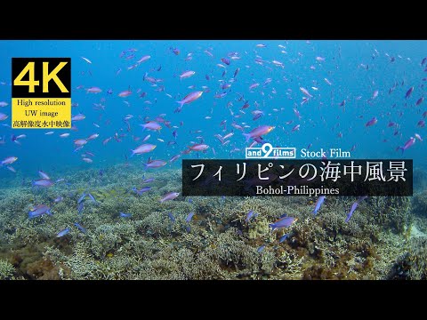 【4K 水中映像】フィリピン ボホール島の海中風景 / Underwater scenery / Bohol Island Philippines