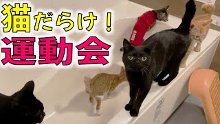 新入り子猫と先住猫、一緒に遊ぶと仲が良くなる説【猫の運動会】