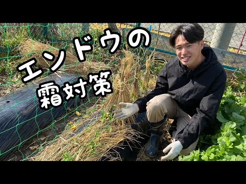 【スナップエンドウ栽培】霜対策 【家庭菜園】