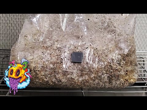 North Spore ShroomTek All In One Bag Fruiting Conditions