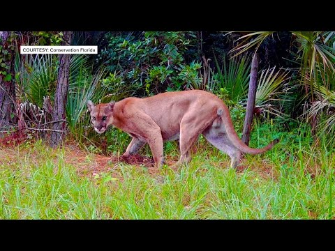 BIG BOOST: Florida secures $6.1 million for new wildlife crossing as panther deaths near record high