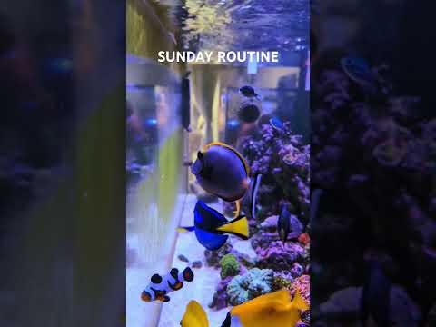 Man Spends His Life Cleaning Aquarium Glass.. 😉 #aquarium #saltwateraquarium #fish #coralreef #sea