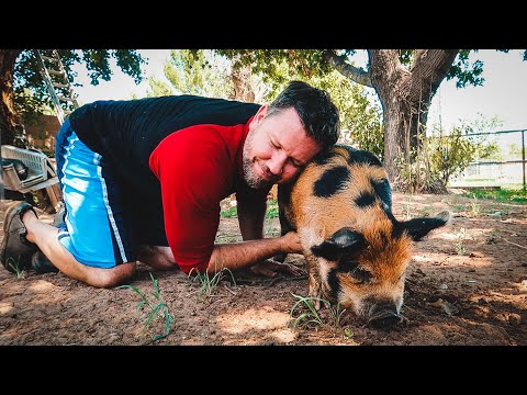 We have to say GOODBYE to ELSA the pig.