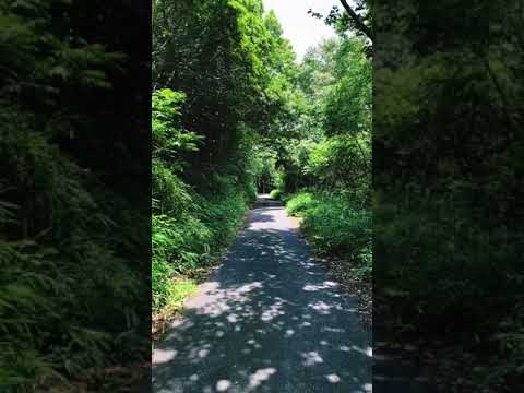 僕は機関車トーマス🚂夏にようこそ