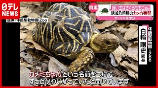 飼い主は「さくらももこ」さん？ “絶滅危惧種”のカメ産卵　静岡（2021年1月14日放送「news every.」より）