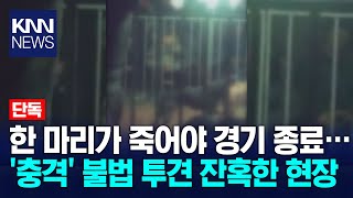 [단독] "죽어야 끝나는 싸움" 부산·경남 투견판 성행 / KNN