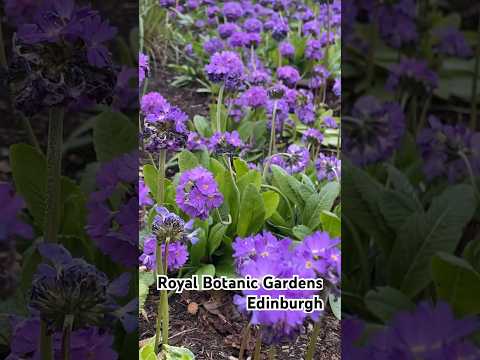 Royal Botanic Gardens Edinburgh #travel #music #song #love #nature #trending #meditation #flowers