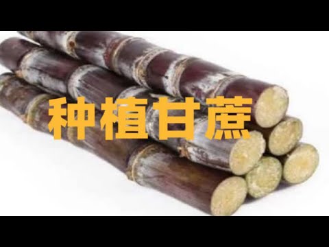 在家也能种植甘蔗，不仅甘甜可口，关键还是纯天然无污染的，值得一试