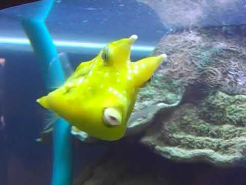 Chromis Red Sore Issue, LA Fishguys, Episode 77, Part 4