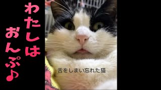 #推し猫グランプリ エントリー【おしゃべり猫】私は、おんぷちゃん♪