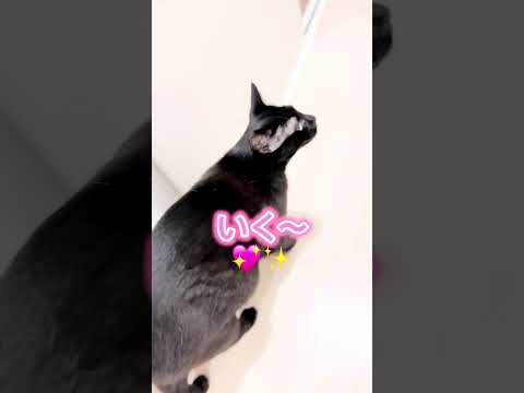 【しゃべる猫】朝のおはよう😆🐈‍⬛💖✨2024.7.01#喋る猫