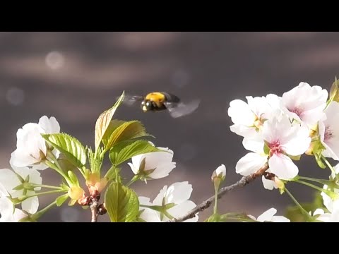 オオシマザクラに集まるキムネクマバチ