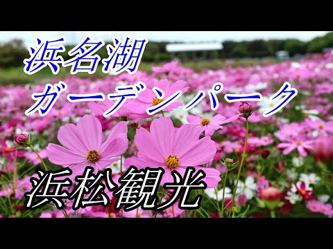 【ひとり観光】コスモス観賞 in 浜名湖ガーデンパーク【静岡県浜松市】