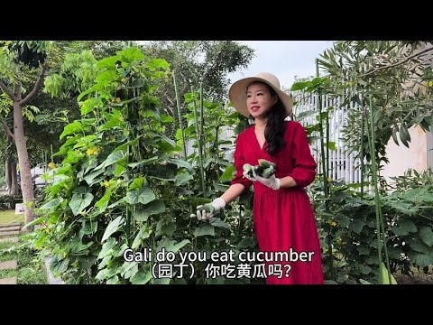 A big immersive picking before the holiday  the vegetable garden is so awesome! The process of pick