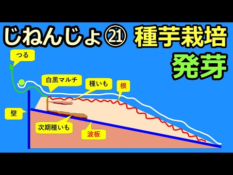 【楽々】波板自然薯ななめ栽培㉑ 種イモ栽培の発芽 2022