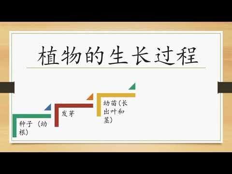 二年级科学植物的生长变化