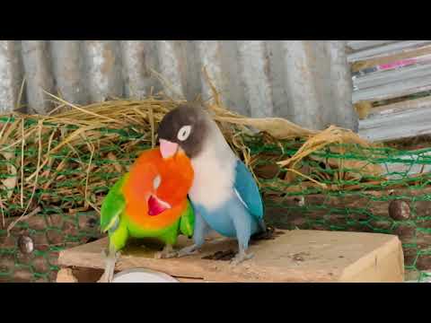 Smart lovebird Parrot | Smart Little Cute Parrot #birds #lovebird