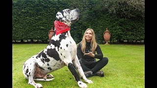 THE GREAT DANE -  THE TALLEST DOG IN THE WORLD / Animal Watch