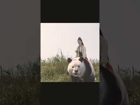 Cinderella riding in a  panda #drama  #Cinderella #chinesedrama #panda