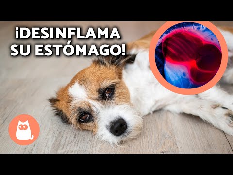 10 REMEDIOS para DESINFLAMAR el ESTÓMAGO de un PERRO 🐕💨 ¡Dale esto!